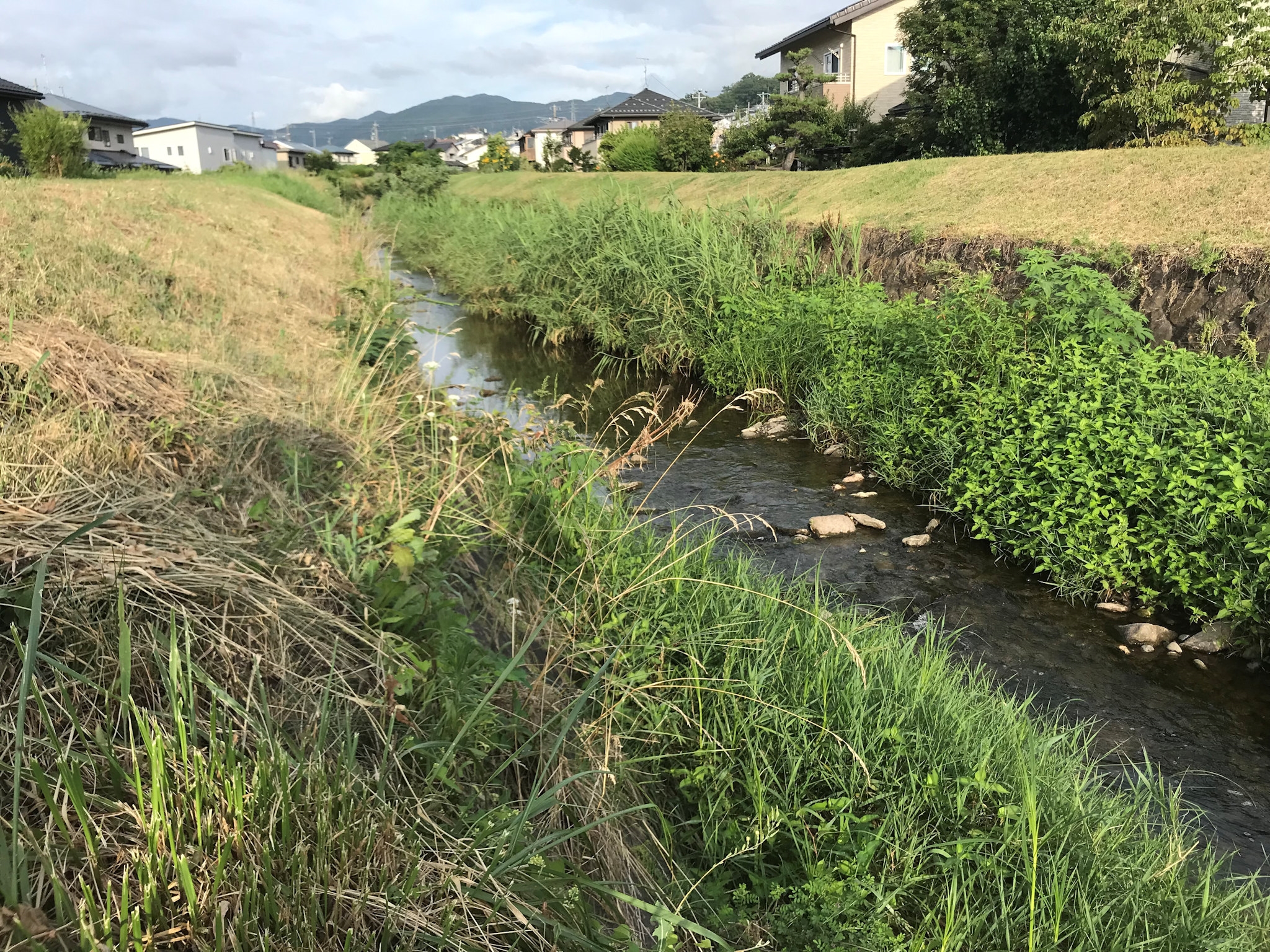 改修を待つ駒沢川